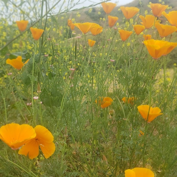 Meet your Posher, Zallury - Picture 1 of 2